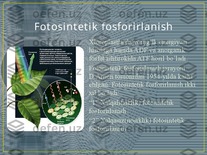 Fot osi n t et i k  f osf or i r l a ni sh
Xloroplastlarda yorug’lk energiyasi 
hisobiga hamda ADF va anorganik 
fosfat ishtirokida ATF hosil bo’ladi.
Fotosintetik fosforirlanish jarayoni 
D.Arnon tomonidan 1954-yilda kashf 
etilgan. Fotosintetik fosforirlanish ikki 
xil bo’ladi: 
“ 1” Xalqali(siklik) fotosintetik 
fosforirlanish.
“ 2” Xalqasiz(nosiklik) fotosintetik 
fosforirlanish. 