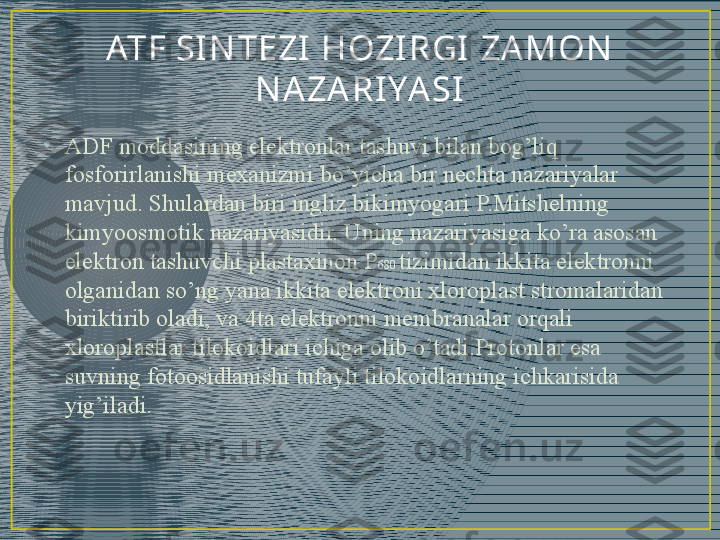 ATF SI N TEZI  HOZI R GI  ZA M ON  
N A ZA R I YA SI
•
ADF moddasining elektronlar tashuvi bilan bog’liq 
fosforirlanishi mexanizmi bo’yicha bir nechta nazariyalar 
mavjud. Shulardan biri ingliz bikimyogari P.Mitshelning 
kimyoosmotik nazariyasidir. Uning nazariyasiga ko’ra asosan 
elektron tashuvchi plastaxinon P 680  tizimidan ikkita elektronni 
olganidan so’ng yana ikkita elektroni xloroplast stromalaridan 
biriktirib oladi, va 4ta elektronni membranalar orqali 
xloroplastlar tilokoidlari ichiga olib o’tadi.Protonlar esa 
suvning fotoosidlanishi tufayli tilokoidlarning ichkarisida 
yig’iladi.  