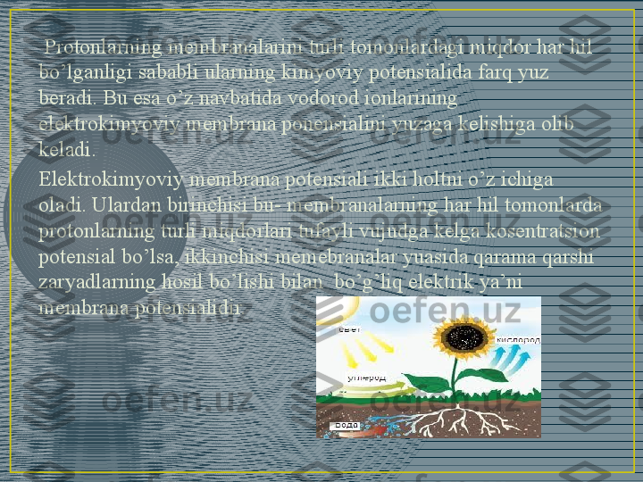   Protonlarning membranalarini turli tomonlardagi miqdor har hil 
bo’lganligi sababli ularning kimyoviy potensialida farq yuz 
beradi. Bu esa o’z navbatida vodorod ionlarining 
elektrokimyoviy membrana ponensialini yuzaga kelishiga olib 
keladi. 
Elektrokimyoviy membrana potensiali ikki holtni o’z ichiga 
oladi. Ulardan birinchisi bu- membranalarning har hil tomonlarda 
protonlarning turli miqdorlari tufayli vujudga kelga kosentratsion 
potensial bo’lsa, ikkinchisi memebranalar yuasida qarama qarshi 
zaryadlarning hosil bo’lishi bilan  bo’g’liq elektrik ya’ni 
membrana potensialidir. 