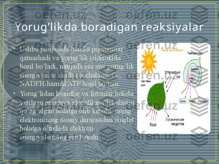 Yor u g’ l i k da  bora di ga n rea k si y a l a r
•
Ushbu jarayonda barcha pigmentlar 
qatnashadi va yorug’lik ishtirokida 
hosil bo’ladi, natijada esa suv yorug’lik 
energiyasi ta’sirida parchalanib O 2  , 
NADFH 2  hamda ATF hosil bo’ladi.
•
Yorug’lidan kvantlar va fotonlar holida 
yutilgan energiya xlorofil ma’lekulasini 
qo’zg’algan holatga olib kelishi, uning 
elektronining asosiy darajasidan singlet 
holatga o’tishida elektron 
energiyalarining sarflanishi,  