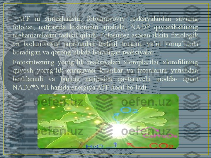   ATF  ni  sintezlanishi,  fotokimyoviy  reaksiyalardan  suvning 
fotolizi,  natijasida  kislorodni  ajralishi,  NADF  qaytarilishining 
mehanizmlarini  tashkil  qiladi.  Fotosintez  asosan  ikkita  fiziologik 
va  biokimyoviy  jarayondan  tashkil  topgan,  ya’ni  yorug’likda 
boradigan va qorong’ulikda boradigan reaksiyalar.
Fotosintezning  yorug’lik  reaksiyalari  xloroplastlar  xlorofilining 
quyosh  yorug’lik  energiyasi  kvantlar  va  fotonlarini  yutishdan 
boshlanadi  va  buning  natijasida  qaytaruvchi  modda-  agent 
NADF*N*H hamda energiya ATF hosil bo’ladi. 