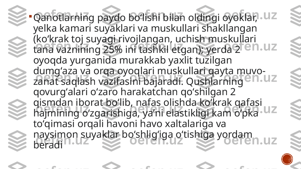 
Qanotlarning paydo boʻlishi bilan oldingi oyoklar, 
yelka kamari suyaklari va muskullari shakllangan 
(koʻkrak toj suyagi rivojlangan, uchish muskullari 
tana vaznining 25% ini tashkil etgan); yerda 2 
oyoqda yurganida murakkab yaxlit tuzilgan 
dumgʻaza va orqa oyoqlari muskullari qayta muvo-
zanat saqlash vazifasini bajaradi. Qushlarning 
qovurgʻalari oʻzaro harakatchan qoʻshilgan 2 
qismdan iborat boʻlib, nafas olishda koʻkrak qafasi 
hajmining oʻzgarishiga, yaʼni elastikligi kam oʻpka 
toʻqimasi orqali havoni havo xaltalariga va 
naysimon suyaklar boʻshligʻiga oʻtishiga yordam 
beradi 