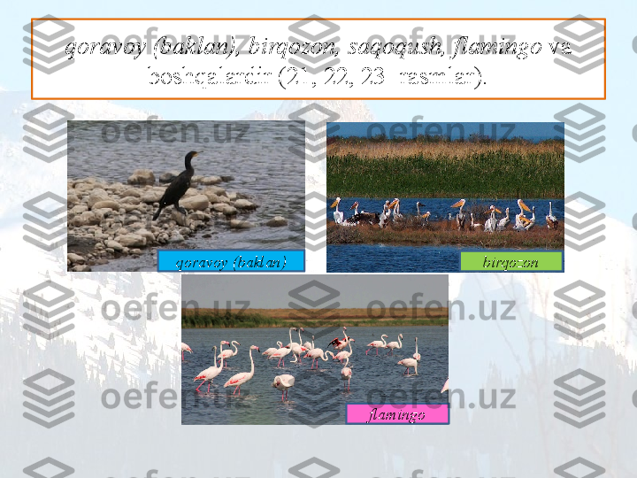 qoravoy (baklan), birqozon, saqoqush, flamingo  va 
boshqalardir (21, 22, 23- rasmlar).
qoravoy (baklan)
birqozon
flamingo 