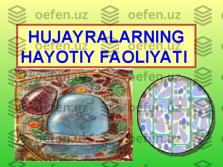 HUJAYRALARNING 
HAYOTIY FAOLIYATI .  