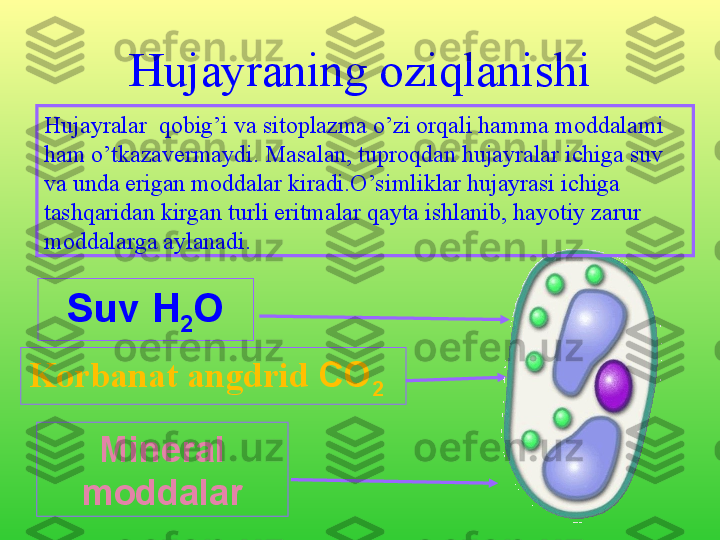 Hujayraning oziqlanishi
Korbanat angdrid  СО
2
М ineral 
moddalarHujayralar  qobig’i va sitoplazma o’zi orqali hamma moddalami 
ham o’tkazavermaydi. Masalan, tuproqdan hujayralar ichiga suv 
va unda erigan moddalar kiradi.O’simliklar hujayrasi ichiga 
tashqaridan kirgan turli eritmalar qayta ishlanib, hayotiy zarur 
moddalarga aylanadi.
Suv  Н
2 О 