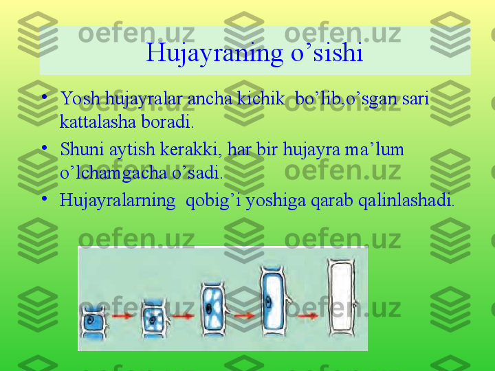 •
Yo sh hujayralar ancha kichik  bo’lib,o’sgan sari 
kattalasha boradi.
•
Shuni aytish kerakki, har bir hujayra ma’lum 
o’lchamgacha o’sadi. 
•
Hujayralarning  qobig’i yoshiga qarab qalinlashadi.  Hujayraning o’sishi 