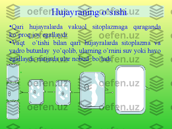 Hujayraning o’sishi
•
Qari  hujayralarda  vakuol  sitoplazmaga  qaraganda 
ko’proq joy egallaydi. 
•
Va qt    o’tishi  bilan  qari  hujayralarda  sitoplazma  va 
yadro butunlay  yo’qolib, ularning o’rnini suv yoki havo 
egallaydi, natijada ular nobud  bo’ladi.
. 