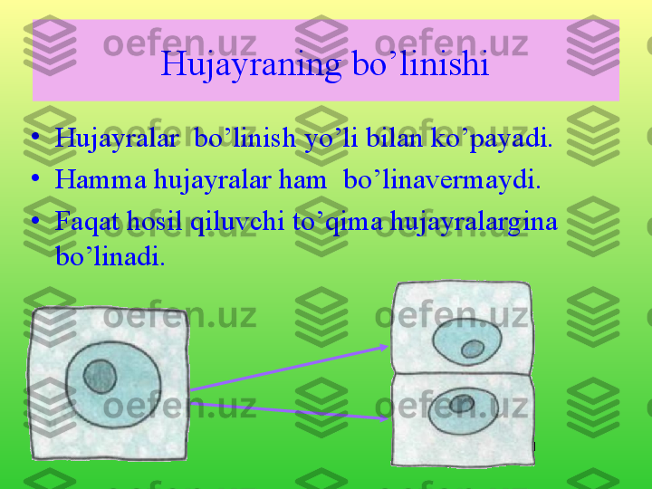 Hujayraning bo’linishi
•
Hujayralar  bo’linish yo’li bilan ko’payadi.
•
Hamma hujayralar ham  bo’linavermaydi. 
•
Faqat hosil qiluvchi to’qima hujayralargina 
bo’linadi.  