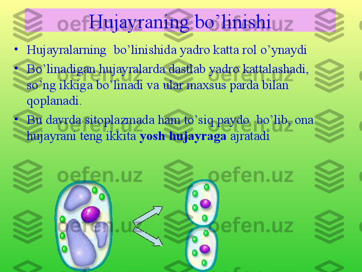 •
Hujayralarning  bo’linishida yadro katta rol o’ynaydi
•
Bo’linadigan hujayralarda dastlab yadro kattalashadi,  
so’ng ikkiga bo’linadi va ular maxsus parda bilan 
qoplanadi. 
•
Bu davrda sitoplazmada ham to’siq paydo  bo’lib, ona 
hujayrani teng ikkita  yosh hujayraga  ajratadiHujayraning bo’linishi 