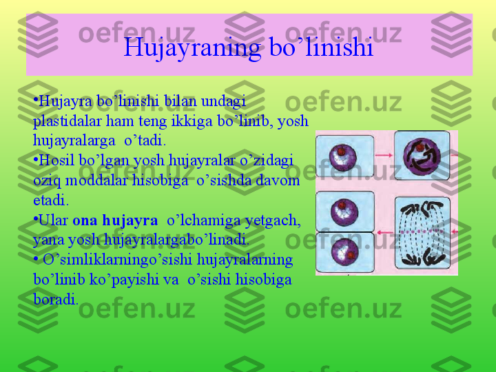 Hujayraning bo’linishi
•
Hujayra bo’linishi bilan undagi 
plastidalar ham teng ikkiga bo’linib, yosh 
hujayralarga  o’tadi. 
•
Hosil bo’lgan yosh hujayralar o’zidagi 
oziq moddalar hisobiga  o’sishda davom 
etadi. 
•
Ular  ona hujayra   o’lchamiga yetgach, 
yana yosh hujayralargabo’linadi. 
•
  O’simliklarningo’sishi hujayralarning  
bo’linib ko’payishi va  o’sishi hisobiga 
boradi. 