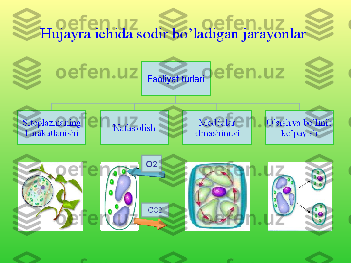 Hujayra ichida sodir bo’ladigan jarayonlar 
O2
CO2 