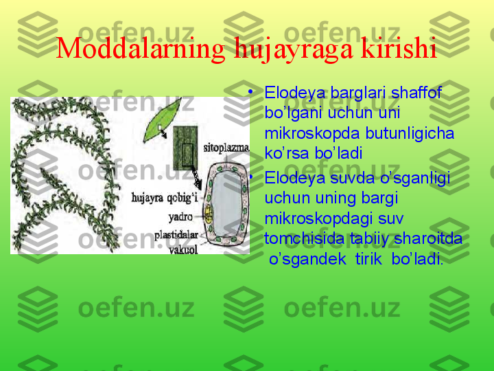 Moddalarning hujayraga kirishi
•
Elodeya barglari shaffof 
bo’lgani  uchun uni 
mikroskopda butunligicha 
ko’rsa bo’ladi
•
Elodeya suvd a o’sganligi   
uchun uning bargi 
mikroskopdagi suv 
tomchisida tabiiy sharoitda 
 o’sgandek   tirik   bo’ladi. 