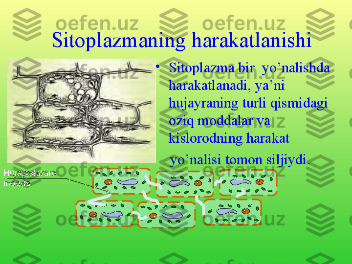 Hujayralararo 
modda Sitoplazmaning harakatlanishi
•
Sitoplazma bir  yo’nalishda 
harakatlanadi, ya’ni 
hujayraning turli qismidagi 
oziq moddalar va 
kislorodning harakat 
     yo’nalisi tomon siljiydi.        