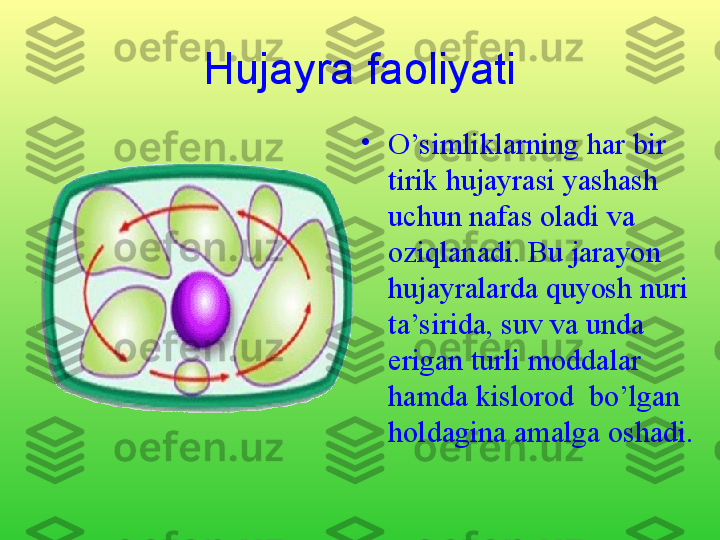 Hujayra faoliyati
•
O’simliklarning har bir 
tirik hujayrasi yashash 
uchun nafas oladi va 
oziqlanadi. Bu jarayon 
hujayralarda quyosh nuri 
ta’sirida, suv va unda 
erigan turli moddalar 
hamda kislorod  bo’lgan 
holdagina amalga oshadi. 