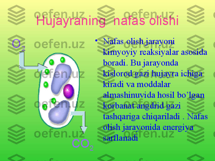 СО
2О
2 Hujayraning  nafas olishi
•
Nafas olish jarayoni 
kimyoyiy reaksiyalar asosida 
boradi. Bu jarayonda 
kislorod gazi hujayra ichiga 
kiradi va moddalar 
almashinuvida hosil bo’lgan 
korbanat angdrid gazi 
tashqariga chiqariladi . Nafas 
olish jarayonida energiya 
sarflanadi 