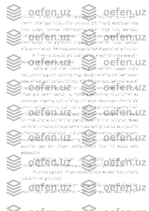 qoldiradi. 12-15 kun o’tgach lichinkalar paydo bo’ladi, bargning butun yashil
qismini qirtishlagan  holda  u bilan  oziqlanadi  (12-14 kun). Zararlangan barg
biroz   quriydi,   hammasi   o’simliklarning   o’sishi   2-2,5   hafta   kechikadi,
hosildorlik   21-25,   don   massasi   esa   11,3-14,4   foizga   pasayadi.   Zararlangan
o’simliklardan   hosil   yig’ishtirib   olinganda   non   pishirish   nuqtai   nazaridan
sifati yomonlashadi. YAlpisiga zararlanganda 27,6  %  gacha hosil yo’qotiladi.
SHilimshiqqurt  xuddi  g’alla  ekinlari  biti  singari  bahor  eng  seryog’in
kelgan yillarda yalpisiga zararlaydi.
Bachkilash-boshoqlash   bosqichida   g’alla   ekinlarini   tugagan   ang’iz
osti, tuproqning yuqori qatlamida imago (etuk) bosqichida qishlovchi zararli
xasva shikastlaydi. Qandala bahorda 16-20°S li haroratda uyg’onadi va yosh
poyalar   to’qimalarining   shirasi   bilan   oziqlanadi,   xartumchasi   bilan   o’simlik
o’rtasi   yoki   asosini   teshadi.   Bu   markaziy   yaproqning   nobud   bo’lishi   va
zararlangan   poyaning   qurib   qolishiga   olib   keladi.   Zararlangan   o’simlik   ikki
tomoni   ochiq   qiltiqli   oq,   puch   boshoq   beradi.   Boshoqlarning   hamma   hosili
yo’qotiladi. Bundan tashqari ulg’aygan qandalalar va katta yoshli lichinkalar
don   mavjudligi   va   sut   pishiqligi   davrida   uning   o’zi   bilan   oziqlanadi.   Xasva
oziqlanishi oqibatida donda epidermis mustahkamligi buziladi va unda to’liq
to’lishmagan don shakllanadi. Un shudring, gelmintosproiz, qo’ng’ir va sariq
zang   kasalliklari   boshoqli   ekinlarning   xuddi   shu   bosqichida   paydo   bo’lib,
yuqorida   qayd   etib   o’tilgan   zararkunandalar   balan   bir   vaqtda   zarar
yetkazadilar.
Kasalliklarning   rivojlanishi   uchun   maydalab     yoqqan     yomg’ir,
harorat o’rtacha 10-18°S bo’lganda yuqori havo namligi hisoblanadi.
YUqorida qayd etib o’tilgan zararkunandalar va kasalliklar oqibatida
juda ko’p hosil yo’qotiladi.
Zararkunanda   va   kasalliklarni   kamaytirishda   o’z   vaqtida   o’tkazilishi
zarur   bo’lgan   agrotexnik   tadbirlar   muhim   ahamiyat   kasb   etadi.   Ang’izni 