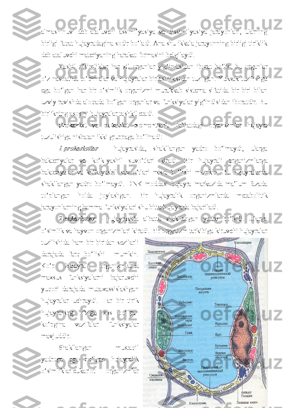 almashinuvi   deb   ataluvchi   assimilyasiya   va   dissimilyasiya   jarayonlari,   ularning
birligi fa q at hujayradagina sodir bo‘ladi. Ana shu ikkala jarayonning birligi tiriklik
deb ataluvchi materiyaning harakat formasini belgilaydi. 
Yashil   o‘simliklar   har   xil   organlar   yi g‘ indisidan   iborat   bo‘lib,   bu   organlar
o‘z navbatida to‘qimalar va hujayralar birlashmasidan tuzilgan. Yuksak tuzilishga
ega   bo‘lgan   har   bir   o‘simlik   organizmi   murakkab   sistema   sifatida   bir-biri   bilan
uzviy ravishda aloqada bo‘lgan organlar va funksiyalar yig‘indisidan iboratdir. Bu
birlikning asosini hujayralar tashkil etadi. 
Prokariot   va   eukariot   elementlari.   Tabiatdagi   organizmlar   hujayra
tuzulishiga nisbatan ikki gruppaga bo‘linadi: 
1-prokariotlar   -   hujayrasida,   shakllangan   yadro   bo‘lmaydi,   ularga
bakteriyalar   va   ko‘k-yashil   suvo‘tlari   kiradi.   Bir   hujayrali   organizmlarga
bakteriyalar   va   ko‘k-yashil   suv   o‘tlari   misol   bo‘lishi   mumkin.   Bu   hujayralarda
shakllangan   yadro   bo‘lmaydi.   DNK   moddasi   hujayra   markazida   ma’lum   fazada
to‘plangan   holda   joylashgan.   Bir   hujayralik   organizmlarda   metabolitik
jarayonlarning hamma funksiyalari shu bitta hujayrada bajariladi.
2-eukariotlar   -   hujayrasida   albatta   shakllangan   yadro   bo‘ladi.   Ularga
o‘simlik va hayvon organizmlari kiradi. Bir organizm tarkibiga kiruvchi hujayralar
tuzilishida   ham   bir-biridan  sezilarli
darajada   farq   bo‘lishi     mumkin.
Ko‘p   hujayrali   organizmlarda
maxsus   funksiyalarni   bajaruvchi
yuqori   darajada   mutaxassislashgan
hujayralar   uchraydi.   Har   bir   tirik
hujayraning   o‘ziga   xos   bo‘lgan
ko‘pgina   vazifalar   funksiyalar
mavjuddir. 
Shakllangan   mustaqil
yadroga   ega   bo‘lgan   hujayralik
o‘simliklar-eukariot   organizmlar 