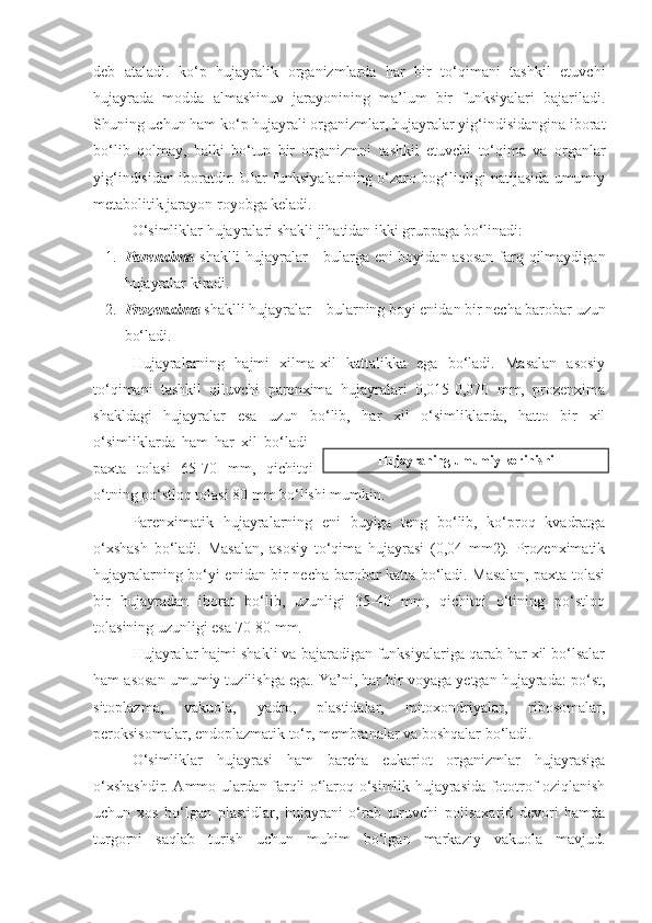 deb   ataladi.   ko‘p   hujayralik   organizmlarda   har   bir   to‘qimani   tashkil   etuvchi
hujayrada   modda   almashinuv   jarayonining   ma’lum   bir   funksiyalari   bajariladi.
Shuning uchun ham ko‘p hujayrali organizmlar, hujayralar yig‘indisidangina iborat
bo‘lib   qolmay,   balki   bo‘tun   bir   organizmni   tashkil   etuvchi   to‘qima   va   organlar
yig‘indisidan iboratdir. Ular funksiyalarining o‘zaro bog‘liqligi natijasida umumiy
metabolitik jarayon royobga keladi.
O‘simliklar hujayralari shakli jihatidan ikki gruppaga bo‘linadi:
1. Parenxima   shaklli hujayralar - bularga eni boyidan asosan  farq qilmaydigan
hujayralar kiradi.
2. Prozenxima   shaklli hujayralar – bularning boyi enidan bir necha barobar uzun
bo‘ladi.
Hujayralarning   hajmi   xilma-xil   kattalikka   ega   bo‘ladi.   Masalan   asosiy
to‘qimani   tashkil   qiluvchi   parenxima   hujayralari   0,015-0,070   mm,   prozenxima
shakldagi   hujayralar   esa   uzun   bo‘lib,   har   xil   o‘simliklarda,   hatto   bir   xil
o‘simliklarda   ham   har   xil   bo‘ladi-
paxta   tolasi   65-70   mm,   qichitqi
o‘tning po‘stloq tolasi 80 mm bo‘lishi mumkin.
Parenximatik   hujayralarning   eni   buyiga   teng   bo‘lib,   ko‘proq   kvadratga
o‘xshash   bo‘ladi.   Masalan,   asosiy   to‘qima   hujayrasi   (0,04   mm2).   Prozenximatik
hujayralarning bo‘yi enidan bir necha barobar katta bo‘ladi. Masalan, paxta tolasi
bir   hujayradan   iborat   bo‘lib,   uzunligi   35-40   mm,   qichitqi   o‘tining   po‘stloq
tolasining uzunligi esa 70-80 mm.   
Hujayralar hajmi shakli va bajaradigan funksiyalariga qarab har xil bo‘lsalar
ham asosan umumiy tuzilishga ega. Ya’ni, har bir voyaga yetgan hujayrada: po‘st,
sitoplazma,   vakuola,   yadro,   plastidalar,   mitoxondriyalar,   ribosomalar,
peroksisomalar, endoplazmatik to‘r, membranalar va boshqalar bo‘ladi.
O‘simliklar   hujayrasi   ham   barcha   eukariot   organizmlar   hujayrasiga
o‘xshashdir. Ammo ulardan farqli o‘laroq o‘simlik hujayrasida fototrof oziqlanish
uchun   xos   bo‘lgan   plastidlar,   hujayrani   o‘rab   turuvchi   polisaxarid   devori   hamda
turgorni   saqlab   turish   uchun   muhim   bo‘lgan   markaziy   vakuola   mavjud. Hujayraning umumiy korinishi 