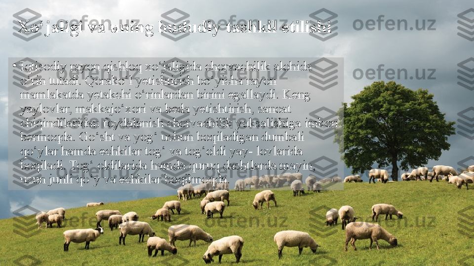 Xo‘jaligi va uning hududiy tashkil etilishi
•
Iqtisodiy rayon qishloq xo‘jaligida chorvachilik alohida 
o‘rin tutadi. Qorako‘l yetishtirish bo‘yicha rayon 
mamlakatda yetakchi o‘rinlardan birini egallaydi. Keng 
yaylovlar, makkajo‘xori va beda yetishtirish, sanoat 
chiqindilaridan foydalanish chorvachilik yuksalishiga imkon 
bermoqda. Go‘sht va yog‘ uchun boqiladigan dumbali 
qo‘ylar hamda echkilar tog‘ va tog‘oldi yay- lovlarida 
boqiladi. Tog‘ oldilarida hamda quruq dashtlarda mayin, 
uzun junli qo‘y va echkilar boqilmoqda.  