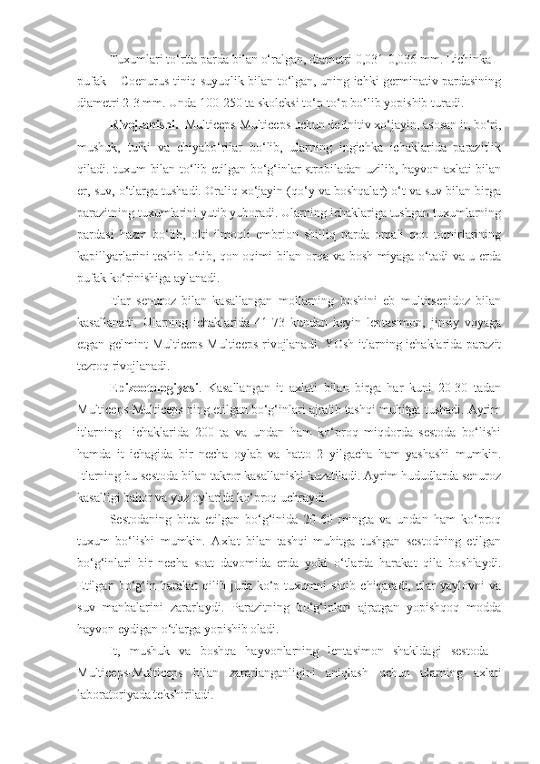 Tuxumlari to‘rtta parda bilan o‘ralgan, diametri 0,031-0,036 mm. Lichinka –
pufak – Coenurus tiniq suyuqlik bilan to‘lgan, uning ichki germinativ pardasining
diametri 2-3 mm. Unda 100-250 ta skoleksi to‘p-to‘p bo‘lib yopishib turadi.
Rivojlanishi.   Multiceps-Multiceps uchun definitiv xo‘jayin, asosan it, bo‘ri,
mushuk,   tulki   va   chiyabo‘rilar   bo‘lib,   ularning   ingichka   ichaklarida   parazitlik
qiladi. tuxum bilan to‘lib etilgan bo‘g‘inlar strobiladan uzilib, hayvon axlati bilan
er, suv, o‘tlarga tushadi. Oraliq xo‘jayin (qo‘y va boshqalar) o‘t va suv bilan birga
parazitning tuxumlarini yutib yuboradi. Ularning ichaklariga tushgan tuxumlarning
pardasi   hazm   bo‘lib,   olti   ilmoqli   embrion   shilliq   parda   orqali   qon   tomirlarining
kapillyarlarini teshib o‘tib, qon oqimi bilan orqa va bosh miyaga o‘tadi va u erda
pufak ko‘rinishiga aylanadi.
Itlar   senuroz   bilan   kasallangan   mollarning   boshini   eb   multitsepidoz   bilan
kasallanadi.   Ularning   ichaklarida   41-73   kundan   keyin   lentasimon,   jinsiy   voyaga
etgan gelmint Multiceps-Multiceps rivojlanadi. YOsh itlarning ichaklarida parazit
tezroq rivojlanadi.
Epizootologiyasi .   Kasallangan   it   axlati   bilan   birga   har   kuni   20-30   tadan
Multiceps-Multiceps ning etilgan bo‘g‘inlari ajralib tashqi muhitga tushadi. Ayrim
itlarning     ichaklarida   200   ta   va   undan   ham   ko‘proq   miqdorda   sestoda   bo‘lishi
hamda   it   ichagida   bir   necha   oylab   va   hatto   2   yilgacha   ham   yashashi   mumkin.
Itlarning bu sestoda bilan takror kasallanishi kuzatiladi. Ayrim hududlarda senuroz
kasalligi bahor va yoz oylarida ko‘proq uchraydi.
Sestodaning   bitta   etilgan   bo‘g‘inida   20-60   mingta   va   undan   ham   ko‘proq
tuxum   bo‘lishi   mumkin.   Axlat   bilan   tashqi   muhitga   tushgan   sestodning   etilgan
bo‘g‘inlari   bir   necha   soat   davomida   erda   yoki   o‘tlarda   harakat   qila   boshlaydi.
Etilgan   bo‘g‘in  harakat   qilib  juda   ko‘p   tuxumni   siqib   chiqaradi,  ular   yaylovni   va
suv   manbalarini   zararlaydi.   Parazitning   bo‘g‘inlari   ajratgan   yopishqoq   modda
hayvon eydigan o‘tlarga yopishib oladi.
It,   mushuk   va   boshqa   hayvonlarning   lentasimon   shakldagi   sestoda   -
Multiceps-Multiceps   bilan   zararlanganligini   aniqlash   uchun   ularning   axlati
laboratoriyada tekshiriladi. 