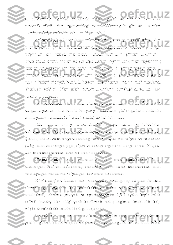 va   tulkilarning   ingichka   ichaklarida   o‘nlab,   yuzlab   va   minglab   exinokokk
parazitlik   qiladi.   Itlar   organizmidagi   exinokokklarning   bo‘g‘in   va   tuxumlari
ularning axlatiga aralashib tashqi muhitga tushadi.
Epizootologiyasi.   Exinokokk onkosferalari it, yovvoyi hayvonlarning axlati
bilan etilgan bo‘g‘inlar holatida tashqariga chiqib tarqaladi. Exinokokkning etilgan
bo‘g‘inlari   faol   harakat   qila   oladi.   Harakat   vaqtida   bo‘g‘indan   tuxumlar   –
onkosferalar   chiqib,   pichan   va   suvlarga   tushadi.   Ayrim   bo‘g‘inlari   hayvonning
orqa   chiqaruv   teshigi   atrofida   qolishi   ham   mumkin.   Bo‘g‘inlar   hayvon   tanasida
o‘rmalab   yuradi   va   junida   tuxumlarini   qoldiradi.   Bo‘g‘inlar   harakat   qilganda
hayvon   badani   qichiydi.   Natijada   hayvon   orqa   chiqaruv   organini   turli   narsalarga
ishqalaydi   yoki   tili   bilan   yalab,   parazit   tuxumlarini   tumshug‘iga   va   atrofdagi
narsalarga yuqtiradi.
Exinokokk   tuxumi   tashqi   muhit   ta’siriga   juda   chidamli   bo‘lib,   0 0
  S   da   116
kungacha   yashashi   mumkin.   U   kimyoviy   moddalarning   ta’siriga   ham   chidamli,
ammo yuqori haroratda (50 0
 S da 1 soatda) tez halok bo‘ladi.
Odam   it   bilan   doimiy   munosabatda   bo‘lib   turgani   uchun   exinokokk   bilan
ko‘p zararlanadi. Ayniqsa qishloqlarda daydiyu yuradigan egasiz itlar ko‘p bo‘ladi.
Qishloq  aholisi veterinariya vrachining ruxsatisiz uyida mol so‘yadi va exinokokk
pufagi bilan zararlangan jigar, o‘pka va boshqa organlarni itlarga beradi. Natijada
ular ichak exinokokkozi bilan takroran zararlanadi.
O‘zbekistonning   ko‘p   shaharlarida   itlar   ichak   exinokokkozi   bilan
kasallangan.   Ma’lum   bo‘lishicha,   shahardagi   itlarni   ichak   exinokokkozi   bilan
zararlaydigan manba mol so‘yadigan korxonalar hisoblanadi. 
Klinik belgilar.   Itlarda ichak exinokokkozi  kasalligining belgilari  etarlicha
o‘rganilmagan,   tajribada   ko‘p   exinokokk   skolekslari   yuqtirilgan   itning   qorni
kattalashadi,   ishtahasi   pasayadi   va   ayrim   vaqtlarda   1,5-2   oydan   keyin   halok
bo‘ladi.   bunday   itlar   o‘ligi   yorib   ko‘rilganda   uning   ingichka   ichaklarida   ko‘p
miqdorda exinokokk lentalari borligi aniqlanadi.
Tashxis.   Itlarning   exinokokkoz   kasalligi   axlatida   etilgan   exinokokk   lentasi
yoki   bo‘g‘inlari   borligiga   qarab   aniqlanadi.   Hayvonning   ichi   ketishi   bilan   darhol 