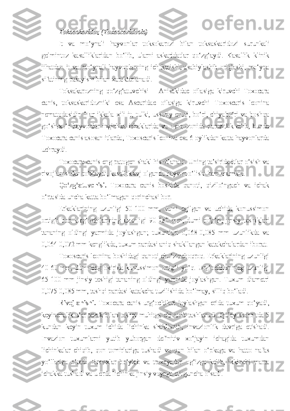 Toksaskaridoz (Toxascaridosis)
It   va   mo‘ynali   hayvonlar   toksokarozi   bilan   toksaskaridozi   surunkali
gelmintoz   kasalliklaridan   bo‘lib,   ularni   askaridatlar   qo‘zg‘aydi.   Kasallik   klinik
jihatdan   it   va   mo‘ynali   hayvonlarning   ich   ketishi,   asabiylashib   oriqlashi,   mo‘yna
sifatining pasayishi bilan xarakterlanadi.
Toksakarozning   qo‘zg‘atuvchisi   –   Anisakidae   oilasiga   kiruvchi   Toxocara
canis,   toksaskaridozniki   esa   Ascaridae   oilasiga   kiruvchi   Toxoscaris   leonina
nematodasidir.   Har   ikkala   xili   it,   tulki,   ussuriy   enoti,   bo‘ri,   chiyabo‘ri   va   boshqa
go‘shtxo‘r   hayvonlar   ingichka   ichaklarida   va   oshqozonida   parazitlik   qilib,   bunda
Toxocara canis asosan itlarda, Toxoscaris leonina esa 6 oylikdan katta hayvonlarda
uchraydi.
Toxocara canis eng patogen shakl hisoblanadi. Uning ta’sirida itlar o‘sish va
rivojlanishdan to‘xtaydi, kasallik avj olganda hayvon o‘lishi ham mumkin.
Qo‘zg‘atuvchisi.   Toxocara   canis   boshida   qanoti,   qizilo‘ngach   va   ichak
o‘rtasida uncha katta bo‘lmagan qorinchasi bor.
Erkaklarining   uzunligi   50-100   mm,   dumi   egilgan   va   uchida   konussimon
ortig‘i   bor.   Urg‘ochilarining   uzunligi   90-180   mm,   dumi   to‘g‘ri,   jinsiy   teshiklari
tananing   oldingi   yarmida   joylashgan;   tuxumlari   0,068-0,085   mm   uzunlikda   va
0,064-0,072 mm kenglikda, tuxum pardasi aniq shakllangan katakchalardan iborat.
Toxoscaris leonina boshidagi qanoti cho‘zinchoqroq. Erkaklarining uzunligi
40-60   mm,   dumining   oxirida   konussimon   ortig‘i   yo‘q.   Urg‘ochilarining   uzunligi
65-100   mm   jinsiy   teshigi   tananing   oldingi   yarmida   joylashgan.   Tuxum   diametri
0,075-0,085 mm, tashqi pardasi katakcha tuzilishida bo‘lmay, silliq bo‘ladi.
Rivojlanishi.   Toxocara   canis   urg‘ochilari   joylashgan   erida   tuxum   qo‘yadi,
keyinchalik ular tezak bilan tashqi muhitga chiqarib tashlanadi. Qulay sharoitda 5
kundan   keyin   tuxum   ichida   lichinka   shakllanib,   invazionlik   davriga   etishadi.
Invazion   tuxumlarni   yutib   yuborgan   definitiv   xo‘jayin   ichagida   tuxumdan
lichinkalar   chiqib,   qon   tomirlariga   tushadi   va   qon   bilan   o‘pkaga   va   hatto   nafas
yo‘llariga   o‘tadi.   Bronxlar   bo‘ylab   va   traxeyadan   og‘izga   kelib,   ikkinchi   marta
ichakka tushadi va u erda lichinka jinsiy voyaga etilguncha o‘sadi. 