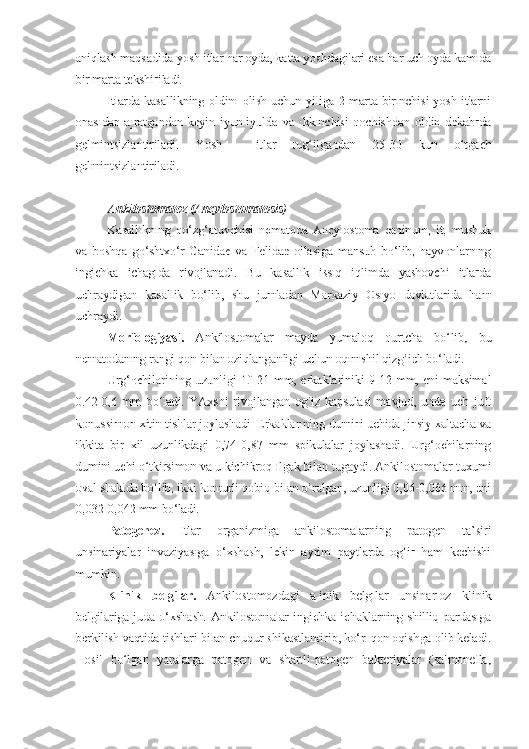 aniqlash maqsadida yosh itlar har oyda, katta yoshdagilari esa har uch oyda kamida
bir marta tekshiriladi.
Itlarda  kasallikning  oldini   olish  uchun yiliga  2 marta  birinchisi   yosh  itlarni
onasidan   ajratgandan   keyin   iyun-iyulda   va   ikkinchisi   qochishdan   oldin   dekabrda
gelmintsizlantiriladi.   Y o sh     itlar   tug‘ilgandan   25-30   kun   o‘tgach
gelmintsizlantiriladi.
Ankilostomatoz (Ancylostomatosis)
Kasallikning   qo‘zg‘atuvchisi   nematoda   Ancylostoma   caninum,   it,   mushuk
va   boshqa   go‘shtxo‘r   Canidae   va   Felidae   oilasiga   mansub   bo‘lib,   hayvonlarning
ingichka   ichagida   rivojlanadi.   Bu   kasallik   issiq   iqlimda   yashovchi   itlarda
uchraydigan   kasallik   bo‘lib,   shu   jumladan   Markaziy   Osiyo   davlatlarida   ham
uchraydi.
Morfologiyasi.   Ankilostomalar   mayda   yumaloq   qurtcha   bo‘lib,   bu
nematodaning rangi qon bilan oziqlanganligi uchun oqimshil qizg‘ich bo‘ladi.
Urg‘ochilarining  uzunligi   10-21   mm,   erkaklariniki   9-12   mm,  eni   maksimal
0,42-0,6   mm   bo‘ladi.   YAxshi   rivojlangan   og‘iz   kapsulasi   mavjud,   unda   uch   juft
konussimon xitin tishlar joylashadi. Erkaklarining dumini uchida jinsiy xaltacha va
ikkita   bir   xil   uzunlikdagi   0,74-0,87   mm   spikulalar   joylashadi.   Urg‘ochilarning
dumini uchi o‘tkirsimon va u kichikroq ilgak bilan tugaydi. Ankilostomalar tuxumi
oval shaklda bo‘lib, ikki konturli qobiq bilan o‘ralgan, uzunligi 0,06-0,066 mm, eni
0,032-0,042 mm bo‘ladi.
Patogenez.   Itlar   organizmiga   ankilostomalarning   patogen   ta’siri
unsinariyalar   invaziyasiga   o‘xshash,   lekin   ayrim   paytlarda   og‘ir   ham   kechishi
mumkin.
Klinik   belgilar.   Ankilostomozdagi   alinik   belgilar   unsinarioz   klinik
belgilariga   juda   o‘xshash.   Ankilostomalar   ingichka   ichaklarning   shilliq   pardasiga
berkilish vaqtida tishlari bilan chuqur shikastlantirib, ko‘p qon oqishga olib keladi.
Hosil   bo‘lgan   yaralarga   patogen   va   shartli-patogen   bakteriyalar   (salmonella, 