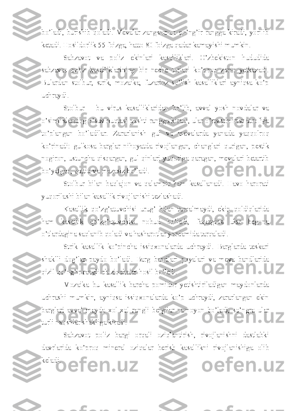 bo’ladi,   burishib   qoladi.   Mevalar   zangsomon   qo’ng’ir   rangga   kiradi,   yorilib
ketadi. Hosildorlik 55 foizga, hatto 80 foizga qadar kamayishi mumkin.
Sabzavot   va   poliz   ekinlari   kasalliklari.   O’zbekiston   hududida
sabzavot   poliz   kasalliklarining   bir   necha   turlari   ko’proq   zarar   yetkazadi.
Bulardan   stolbur,   strik,   mozaika,   fuzarioz   so’lish   kasalliklari   ayniqsa   ko’p
uchraydi.
Stolbur   –   bu   virus   kasalliklaridan   bo’lib,   avval   yosh   novdalar   va
o’simliklarning o’suv nuqtasi pushti rangga kiradi, ular o’rta tomirlar atrofiga
to’plangan   bo’ladilar.   Zararlanish   gul   va   mevalarda   yanada   yaqqolroq
ko’rinadi:   gulkosa   barglar   nihoyatda   rivojlangan,   changlari   qurigan,   pestik
nogiron, ustuncha qisqargan, gul qinlari yuqoriga qaragan, mevalari betartib
bo’yalgan, qattiq va mazasiz bo’ladi.
Stolbur   bilan   baqlajon   va   qalampir   ham   kasallanadi.   Havo   harorati
yuqorilashi bilan kasallik rivojlanishi tezlashadi.
Kasallik   qo’zg’atuvchisi   urug’   bilan   tarqalmaydi,   ekin   qoldiqlarida
ham   kasallik   qo’zg’atuvchisi   nobud   bo’ladi,   faqatgina   ular   begona
o’tlardagina saqlanib qoladi va hasharotlar yordamida tarqaladi.
Strik–kasallik   ko’pincha   issiqxonalarda   uchraydi.   Barglarda   teskari
shaklli   dog’lar   paydo   bo’ladi.   Barg   bandlari   poyalari   va   meva   bandlarida
qizil-qo’ng’ir rangli chiziqchalar hosil bo’ladi.
Mozaika   bu   kasallik   barcha   pomidor   yetishtiriladigan   maydonlarda
uchrashi   mumkin,   ayniqsa   issiqxonalarda   ko’p   uchraydi,   zararlangan   ekin
barglari   avval   mayda   xol-xol   rangli   belgilar   namoyon   bo’ladi,   so’ngra   ular
turli naqshlar shakliga kiradi.
Sabzavot   poliz   bargi   orqali   oziqlantirish,   rivojlanishni   dastlabki
davrlarida   ko’proq   mineral   oziqalar   berish   kasallikni   rivojlanishiga   olib
keladi. 