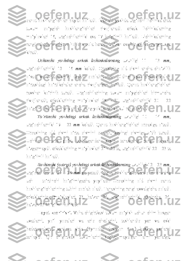 qanot boshlang’ichlari paydo bo’ladi. Ikkinchi yoshda urg’ochi lichinkalarda
tuxum   qo’ygich   boshlang’ichlari   rivojlanadi.   erkak   lichinkalarning
mo’ylovlari   16,   urg’ochilariniki   esa   17   bo’g’imli   bo’ladi.   Lichinkalarning
rangi odatda olachipor holicha qola beradi, ba’zan esa bir xil kul rang tusga
kiradi.
Uchinchi   yoshdagi   erkak   lichinkalarning   uzunligi   11   –   13   mm ,
urg’ochilariniki   12   –   16   mm   keladi.   Orqasining   old   qismi   ancha   cho’zilib
o’sadi   va   o’rta   qismini   deyarli   qoplab   turadi.   Oldingi   oyoq   chanoqchalari
o’rtasidagi   bo’rtikchalar   ancha   rivojlangan   bo’ladi.   Qanot   boshlang’ichlari
ravshan   ko’rinib   turadi.   Urg’ochilarining   tuxum   qo’ygichlari   birmuncha
rivojlanadi;   erkaklarining   mo’ylovlari   18   –   20,   urg’ochilariniki   20   –   22
bo’g’imli bo’ladi. Tanalari kul rang yoki sarg’ish kul rang bo’ladi.
To’rtinchi   yoshdagi   erkak   lichinkalarning   uzunligi   10   –   14   mm ,
urg’ochilarniki   19   –   22   mm   keladi.   Qanot   boshlang’ichlari   orqasiga   o’tadi.
Orqasining   old   qismi   o’rta   qismini   qoplab,   keyingi   qismiga   o’tib   turadi.
Uchinchi   marta   po’st   tashlagandan   keyin   tanasining   rangi   deyarli
o’zgarmaydi. erkaklarining mo’ylovlari 21 – 22 ta, urg’ochilariniki 22 – 23 ta
bo’g’imli bo’ladi.
Beshinchi (oxirgi) yoshdagi erkak lichinkalarning  uzunligi 12 – 23  mm ,
urg’ochilariniki 24 – 28   mm   ga yetadi. Qanot boshlang’ichlari qorinchaning
uch   –   to’rtinchi   bo’g’imigacha   yoyiladi.   Orqasining   old   qismi   qanot
boshlang’ichlarining tubini qoplab oladi. Tanasining rangi avvalgicha qoladi.
erkaklarining   mo’ylovlari   23,   ba’zan   24,   urg’ochilariniki,   aksincha,   24,
ba’zan 23 bo’g’imli bo’ladi.
Hayot kechirishi.   Voha chigirtkasi tuxum qo’yish uchun chim bosgan
uvatlarni,   yo’l   yoqalari   va   ariq   chetlarini,   tashlandiq   yer   va   eski
bedapoyalarni,   ayniqsa   ajriq   (Synodon   dastylon   Sos.)   bosgan   yerlarni
tanlaydi.   Qir   chigirtkasi   tuxumlarini   sug’orilmaydigan   lalmi   yerlarga, 