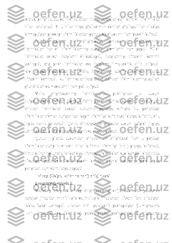 tsitrus, yong’oq, tut va boshqalardan iborat daraxtlar kabi ko’p xil o’simliklar
bilan   oziqlanadi.   SHu   bilan   birga   g’allasimon   ekinlari   g’allagullilar   oilasiga
kirmaydigan yovvoyi o’simliklardan yantoq va shuvoqni ham yaxshi ko’radi.
Bundan   tashqari   qizil   chigirtkalar,   ayniqsa   qir   chigirtkasining
lichinkalari   har   xil   o’simliklarning   qurigan   qismlarini   ham   yeydi.   YOsh
lichinkalar   asosan   barglarni   shikastlaydi,   barglarning   o’rtasini   kemirib
tashlaydi,   eng   yosh   lichinkalar   esa   barglarni   ilma-teshik   qilib   qo’yadi.
Rivojlangan   lichinkalar   ko’pincha   barglarning   atrofini,   ayrim   hollarda
o’rtasini kemiradi. Bu lichinkalar barglardan tashqari o’simliklarning gullari
g’unchalari va mevalarini ham yeb qo’yadi.
Voha   chigirtkasining   lichinkalarida   yoshligidan   to   tuxum
qo’ygunigacha bo’lgan davrda ko’chib yurish instinkti kuzatiladi. Tuxumdan
chiqqan   lichinkalar   dastab   quruqroq   yerlarga   so’ngra   bu   yerlardagi
o’simliklar qisman quriganidan keyin o’simligi ko’p pastliklarga ko’chib, shu
joyda   qanot   chiqaradi.   Qanot   chiqargan   chigirtkalar   tuxum   qo’yish   joyiga
uchib ketadi, ular ajriqzorlarni ayniqsa yaxshi ko’radi. 
Quruq   joylarda   tuxumdan   chiqqan   qir   chigirtkasi   ham   u   yerdagi
o’simliklar   quriy   boshlashi   bilan   ko’proq   o’simligi   bor   joylarga   ko’chadi,
biroq vohaning uncha ichkarisiga o’tmay, o’simliklari suv kamchil sharoitida
o’sadigan   yerlarda   qolishni   yaxshi   ko’radi,   chunki   tuxum   qo’yish   uchun
yangidan qum sahrolarga qaytadi. 
To’qay (Osiyo, ko’chmanchi) chigirtkasi
Losusta migratoria L.
Markaziy   Osiyoda   to’qay   chigirtkasining   xo’jalikka   zarar   yetkazish
darajasi   jihatidan   morfologik   va   biologik   jihatlardan   o’zaro   farq   qiladigan
ikkita   fazasi   uchraydi.   Ulardan   biri     galalashib   yashaydigan   (L.migratoria
L.ph.   gregaria)   va   ikkinchisi   yakka–yakka   yashaydigan   (L.migratoria 