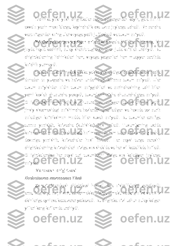 Lichinka  yoki   yosh  chigirtkalar  qanot   chiqargandan  keyin,   gala   bo’lib
avvalo yaqin masofalarga, keyinchalik esa uzoq joylarga uchadi. Bir qancha
vaqt o’tgandan so’ng ular voyaga yetib juftlashadi va tuxum qo’yadi.
YAkka-yakka   yashaydigan   chigirtkalar   gala   bo’lib   to’planmay,   bir
joyda hayot kechirib, qulay sharoit tug’ilishi bilan juda ko’plab urchiydi. Bu
chigirtkalarning   lichinkalari   ham,   voyaga   yetganlari   ham   muayyan   tartibda
ko’chib yurmaydi.
Galalashib, shuningdek yakka-yakka yashaydigan chigirtkalar bir necha
donadan   to   yuzgacha   va   ba’zan   undan   ham   ko’proq   tuxum   qo’yadi.   Ular
tuxum   qo’yishdan   oldin   tuxum   qo’ygichlari   va   qorinchasining   uchi   bilan
yerni   kavlab   chuqurcha   yasaydi,   tuxumlarni   o’sha   chuqurchalarga   qo’yadi.
CHigirtkalarning   ko’pchiligi   chuqurchaga   qo’ygan   tuxumlarining   ustini
jinsiy   sistemasidagi   qo’shimcha   bezlardan   ajratiladigan   va   havoda   tez   qurib
qoladigan   ko’piksimon   modda   bilan   suvab   qo’yadi.   Bu   tuxumlar   atrofiga
tuproq   yopishib,   ko’zacha   (kubishka)   hosil   qiladi.   Tuxumlarning   ustida
ko’piksimon modda (probochka) bo’lmaganida ham tuproq tuxumning tashqi
devoriga   yopishib,   ko’zachalar   hosil   bo’ladi.   Har   qaysi   turga   qarashli
chigirtkalarning ko’zachalari o’ziga xos shaklda va har xil kattalikda bo’ladi.
CHigirtkalarning   har   qaysi   turi   tuxumlarini   o’ziga   xos   keladigan   joylarga
qo’yadi.  
Marokash  chigirtkasi
Dosiostaurus marossanus Thnb
Zarari.   Marokash   chigirtkasi   har   xil   dala   o’simliklarini   zararlaydi;
arpa, bug’doy, oq jo’xori, tariq, makkajo’xori, tamaki, beda, g’o’za va poliz
ekinlariga ayniqsa katta zarar yetkazadi. Bu chigirtka o’zi uchun qulay kelgan
yillari keng ko’lamda urchiydi. 