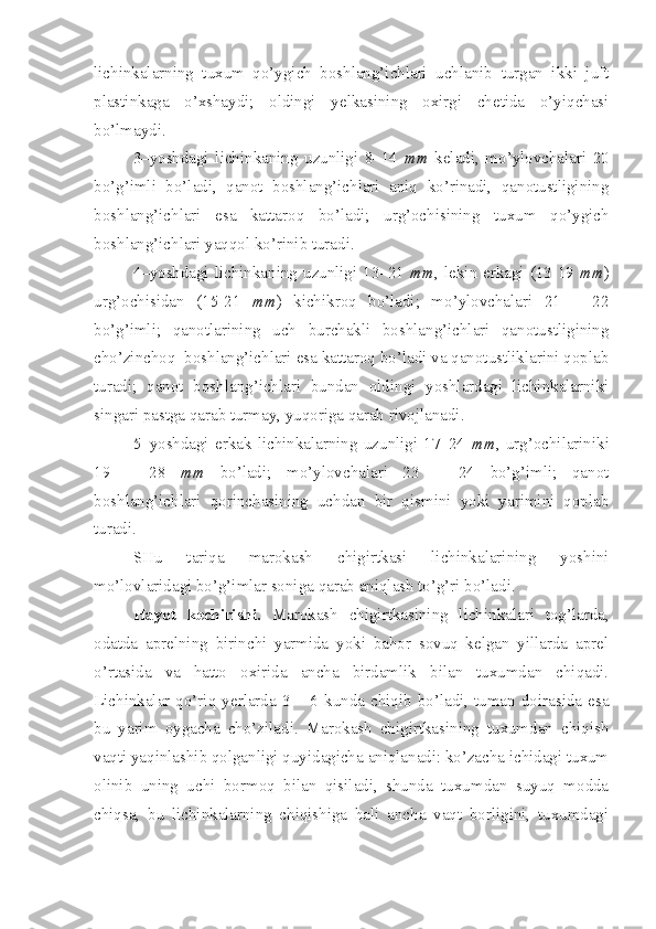 lichinkalarning   tuxum   qo’ygich   boshlang’ichlari   uchlanib   turgan   ikki   juft
plastinkaga   o’xshaydi;   oldingi   yelkasining   oxirgi   chetida   o’yiqchasi
bo’lmaydi.
3–yoshdagi   lichinkaning   uzunligi   8–14   mm   keladi,   mo’ylovchalari   20
bo’g’imli   bo’ladi,   qanot   boshlang’ichlari   aniq   ko’rinadi,   qanotustligining
boshlang’ichlari   esa   kattaroq   bo’ladi;   urg’ochisining   tuxum   qo’ygich
boshlang’ichlari yaqqol ko’rinib turadi.
4–yoshdagi  lichinkaning uzunligi 13–21   mm , lekin erkagi (13-19   mm )
urg’ochisidan   (15-21   mm )   kichikroq   bo’ladi;   mo’ylovchalari   21   –   22
bo’g’imli;   qanotlarining   uch   burchakli   boshlang’ichlari   qanotustligining
cho’zinchoq  boshlang’ichlari esa kattaroq bo’ladi va qanotustliklarini qoplab
turadi;   qanot   boshlang’ichlari   bundan   oldingi   yoshlardagi   lichinkalarniki
singari pastga qarab turmay, yuqoriga qarab rivojlanadi.
5–yoshdagi   erkak   lichinkalarning   uzunligi   17–24   mm ,   urg’ochilariniki
19   –   28   mm   bo’ladi;   mo’ylovchalari   23   –   24   bo’g’imli;   qanot
boshlang’ichlari   qorinchasining   uchdan   bir   qismini   yoki   yarimini   qoplab
turadi.
SHu   tariqa   marokash   chigirtkasi   lichinkalarining   yoshini
mo’lovlaridagi bo’g’imlar soniga qarab aniqlash to’g’ri bo’ladi.
Hayot   kechirishi.   Marokash   chigirtkasining   lichinkalari   tog’larda,
odatda   aprelning   birinchi   yarmida   yoki   bahor   sovuq   kelgan   yillarda   aprel
o’rtasida   va   hatto   oxirida   ancha   birdamlik   bilan   tuxumdan   chiqadi.
Lichinkalar  qo’riq  yerlarda  3  –  6  kunda  chiqib  bo’ladi,  tuman  doirasida  esa
bu   yarim   oygacha   cho’ziladi.   Marokash   chigirtkasining   tuxumdan   chiqish
vaqti yaqinlashib qolganligi quyidagicha aniqlanadi: ko’zacha ichidagi tuxum
olinib   uning   uchi   bormoq   bilan   qisiladi,   shunda   tuxumdan   suyuq   modda
chiqsa,   bu   lichinkalarning   chiqishiga   hali   ancha   vaqt   borligini,   tuxumdagi 