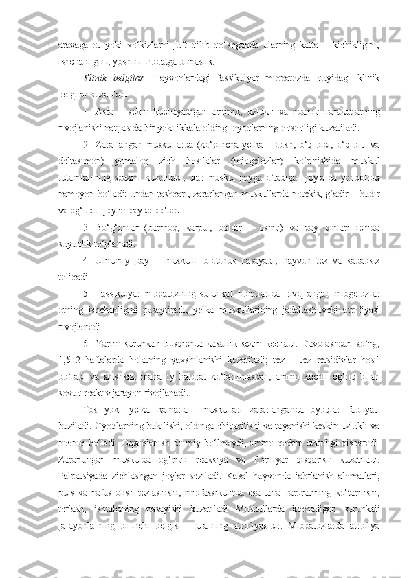 aravaga   ot   yoki   xo‘kizlarni   juft   qilib   qo‘shganda   ularning   katta   –   kichikligini,
ishchanligini, yoshini inobatga olmaslik. 
Klinik   belgilar.   Hayvonlardagi   fassikulyar   miopatozda   quyidagi   klinik
belgilar kuzatiladi: 
1. Asta   –   sekin   kuchayadigan   aritmik,   uzlukli   va   noaniq   harakatlarning
rivojlanishi natijasida bir yoki ikkala oldingi oyoqlarning oqsoqligi kuzatiladi.
2. Zararlangan   muskullarda   (ko‘pincha   yelka   –   bosh,   o‘q   oldi,   o‘q   orti   va
deltasimon)   yumaloq   zich   hosilalar   (miogelozlar)   ko‘rinishida   muskul
tutamlarining   spazmi   kuzatiladi,   ular   muskul   payga   o‘tadigan   joylarda   yaqqolroq
namoyon bo‘ladi; undan tashqari, zararlangan muskullarda notekis, g‘adir – budir
va og‘riqli  joylar paydo bo‘ladi.
3. Bo‘g‘imlar   (barmoq,   karpal,   boldir   –   oshiq)   va   pay   qinlari   ichida
suyuqlik to‘planadi.
4. Umumiy   pay   –   muskulli   biotonus   pasayadi,   hayvon   tez   va   sababsiz
toliqadi.
5. Fassikulyar  miopatozning surunkali  holatlarida   rivojlangan miogelozlar
otning   ishchanligini   pasaytiradi,   yelka   muskullarining   jadallashuvchi   atrofiyasi
rivojlanadi.
6. Yarim   surunkali   bosqichda   kasallik   sekin   kechadi.   Davolashdan   so‘ng,
1,5–2   haftalarda   holatning   yaxshilanishi   kuzatiladi;   tez   –   tez   retsidivlar   hosil
bo‘ladi   va   shishsiz,   mahalliy   harorat   ko‘tarilmasdan,   ammo   kuchli   og‘riq   bilan
sovuq reaktiv jarayon rivojlanadi. 
Tos   yoki   yelka   kamarlari   muskullari   zararlanganda   oyoqlar   faoliyati
buziladi. Oyoqlarning bukilishi, oldinga chiqarilishi va tayanishi keskin uzlukli va
noaniq   bo‘ladi.   Oqsoqlanish   doimiy   bo‘lmaydi,   ammo   qadam   uzunligi   qisqaradi.
Zararlangan   muskulda   og‘riqli   reaksiya   va   fibrillyar   qisqarish   kuzatiladi.
Palpatsiyada   zichlashgan   joylar   seziladi.   Kasal   hayvonda   jabrlanish   alomatlari,
puls   va   nafas   olish   tezlashishi,   miofassikulitda   esa   tana   haroratining   ko‘tarilishi,
terlash,   ishtahaning   pasayishi   kuzatiladi   Muskullarda   kechadigan   surunkali
jarayonlarning   birinchi   belgisi   –   ularning   atrofiyasidir.   Miopatozlarda   atrofiya 