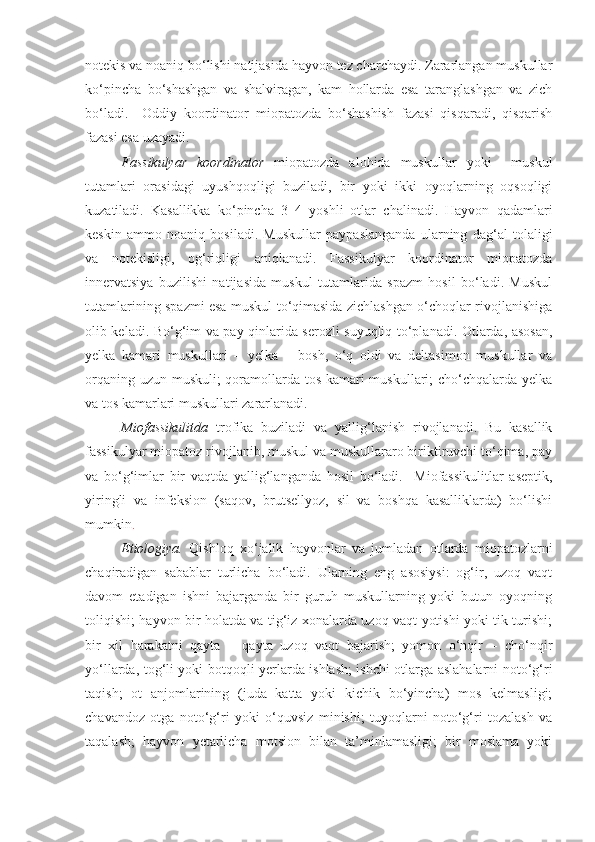 notekis va noaniq bo‘lishi natijasida hayvon tez charchaydi. Zararlangan muskullar
ko‘pincha   bo‘shashgan   va   shalviragan,   kam   hollarda   esa   taranglashgan   va   zich
bo‘ladi.     Oddiy   koordinator   miopatozda   bo‘shashish   fazasi   qisqaradi,   qisqarish
fazasi esa uzayadi.
Fassikulyar   koordinator   miopatozda   alohida   muskullar   yoki     muskul
tutamlari   orasidagi   uyushqoqligi   buziladi,   bir   yoki   ikki   oyoqlarning   oqsoqligi
kuzatiladi.   Kasallikka   ko‘pincha   3–4   yoshli   otlar   chalinadi.   Hayvon   qadamlari
keskin   ammo   noaniq   bosiladi.   Muskullar   paypaslanganda   ularning   dag‘al   tolaligi
va   notekisligi,   og‘riqligi   aniqlanadi.   Fassikulyar   koordinator   miopatozda
innervatsiya   buzilishi   natijasida   muskul   tutamlarida   spazm   hosil   bo‘ladi.   Muskul
tutamlarining spazmi esa muskul to‘qimasida zichlashgan o‘choqlar rivojlanishiga
olib keladi. Bo‘g‘im va pay qinlarida serozli suyuqliq to‘planadi. Otlarda, asosan,
yelka   kamari   muskullari   –   yelka   –   bosh,   o‘q   oldi   va   deltasimon   muskullar   va
orqaning uzun muskuli; qoramollarda tos kamari  muskullari;  cho‘chqalarda yelka
va tos kamarlari muskullari zararlanadi.
Miofassikulitda   trofika   buziladi   va   yallig‘lanish   rivojlanadi.   Bu   kasallik
fassikulyar miopatoz rivojlanib, muskul va muskullararo biriktiruvchi to‘qima, pay
va   bo‘g‘imlar   bir   vaqtda   yallig‘langanda   hosil   bo‘ladi.     Miofassikulitlar   aseptik,
yiringli   va   infeksion   (saqov,   brutsellyoz,   sil   va   boshqa   kasalliklarda)   bo‘lishi
mumkin .
Etiologiya.   Qishloq   xo‘jalik   hayvonlar   va   jumladan   otlarda   miopatozlarni
chaqiradigan   sabablar   turlicha   bo‘ladi.   Ularning   eng   asosiysi:   og‘ir,   uzoq   vaqt
davom   etadigan   ishni   bajarganda   bir   guruh   muskullarning   yoki   butun   oyoqning
toliqishi; hayvon bir holatda va tig‘iz xonalarda uzoq vaqt yotishi yoki tik turishi;
bir   xil   harakatni   qayta   –   qayta   uzoq   vaqt   bajarish;   yomon   o‘nqir   –   cho‘nqir
yo‘llarda, tog‘li yoki botqoqli yerlarda ishlash; ishchi otlarga aslahalarni noto‘g‘ri
taqish;   ot   anjomlarining   (juda   katta   yoki   kichik   bo‘yincha)   mos   kelmasligi;
chavandoz   otga   noto‘g‘ri   yoki   o‘quvsiz   minishi;   tuyoqlarni   noto‘g‘ri   tozalash   va
taqalash;   hayvon   yetarlicha   motsion   bilan   ta’minlamasligi;   bir   moslama   yoki 