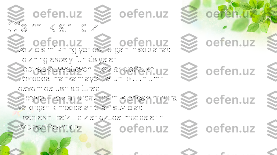 O'simliklar ildizi
Ildiz o‘simlikning yer osti organi hisoblanadi.
Ildizning asosiy funktsiyalari:
- qo'llab-quvvatlovchi: ildizlar o'simlikni 
tuproqqa mahkamlaydi va uni butun umri 
davomida ushlab turadi;
- to'yimli: ildizlar orqali o'simlik erigan mineral 
va organik moddalar bilan suv oladi;
- saqlash: ba'zi ildizlar ozuqa moddalarini 
to'plashi mumkin. 