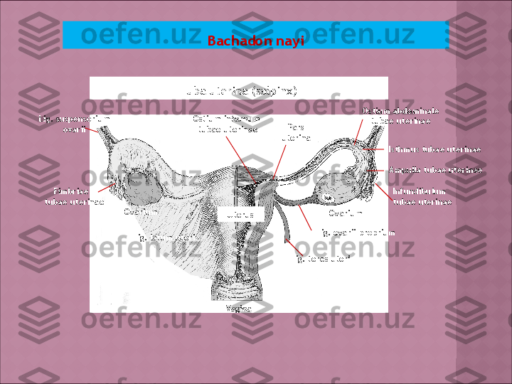 Bachadon nayi
Lig. suspensorium 
ovarii
Lig. latum uteri Tuba uterina  ( salpinx)
Fimbriae      
tubae uterinae
Ovarium
Ovarium
Uterus
VaginaOstium internum  
tubae uterinae
Infundibulum  
tubae uterinaeAmpulla tubae uterinaeIsthmus tubae uterinaePars 
uterina Ostium abdominale 
tubae uterinae
Lig. teres uteri Lig. ovarii proprium  