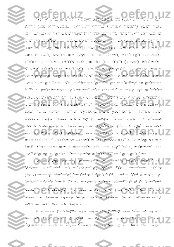 1954   yillarda   yana   bir   ilk   pleystotsen   davriga   oid   suyak   topilma   topilgan.
Ammo   juda   oz   mikdorda.   Lekin   buni   kimmati   shundaki,   madaniy   katlam   Yava
orolidan fark kilib shikastlanmagan (nepotrevotennыm). Yana muxim tosh kurollar
bilan birga topilgan bu odam koldiklari pitekantroplarni tosh kurollari deb topilgan
taxminlarni   tugri   deb   topilganligiga   guvox   bula   oladi.   Chunki   ular   bir   birlariga
uxshash   bulib,   davrlari   xam   deyarli   bir   xil.   Demak,   morfologik   atlantroplar
pitekantroplar   bilan   tarakkiy   etish   jixatidan   bir   tekislik   (uroven)   dabulganlar.
Kadimgi   odamlarning   morfologik   turlarini   evolyusiyasini   tushunishda   muxim
axamiyatga   ega   bulgan   topilma   1927   yilda   Xitoyning   shimolida   Pekindan   uncha
uzok   bulmagan   Chjou-   Kou   goridan   topilgan.   Bu   gor   eng   kadimgi   ov   gorlaridan
bulib, bu yerlardan arxeologik materiallardan tashkari 40 ta erkagu ayol va bolalar
suyak koldiklari topilgan. Bu suyak koldiklarining ilmiy analizi shuni kursatadiki,
ularning   tashki   morfologik   kurinishlari   pitekantropga   nisbatan   ancha   tarakkiy
etgan   bulib,   xozirgi   odamlar   kiyofasiga   ancha   yakinlashgan.   Demak,   bular
pitekantroplarga   nisbatan   ancha   keyingi   davrga   oid   bulib,   ularni   Sinentropus
Pekinenis   deb ataganlar. Bu turdagi  odam suyaklarining topilishi, ya’ni  tula tukis
topilishi   sinantroplarni   skeletlarini   tula   tiklashga   imkon   berib,   pitekantroplarni
chala skeletlarini tiklashga va ular xakida tula tasavvur xosil kilishimizga yordam
berdi.   Sinantroplar   xam   pitekantroplar   kabi   urta   buyli   bulib,   mukammal   tana
tuzilishiga ega bulganlar. Ularning miya xajmlari 900 sm  3
 ga tugri kelgan.
Lekin   shunga   karamay,   chereplarida   xali   primitiv   belgilar   mavjud   edi.
Mexnat   kurollarini   takomillashganligi,   ya’ni   ikki   tomonlama   ishlov
(dvuxstoronnaya   obrabotka)  berishni  vujudga  kelishi   ularni  nutklari   xam   vujudga
kelishidan dalolat beradi. Chunki mexnat kurollarini takomillashuvi shu kurollarni
kupchilik tomonidan, ya’ni bir biridan urganib, kilishligidan kelib chikadi. Demak,
uzaro   munosabatlar   vujudga   kelgan.   bu   munosabatlar   esa   uz   navbatida   tubiiy
ravishda nutkni keltirib chikargan. 
Sinantroplar yirik xayvonlarga- bugu, oxu, yovvoyi otlar xatto nasoroglarni
xam   ov   kilgan.   Ularning   joylari   doimiy   tarzda   gorlarda   bulgan.   Olovdan
foydalanishni   bilganlar.   Chjou-Koudagi   kulning   kalinligi   bir   necha   metr   bulgan. 