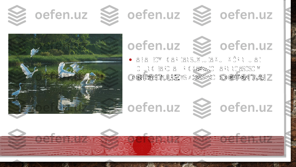 • TABIAT BOYLIKLARIDAN SUV JUDA MUHIM ÒRIN TUTADI 
CHUNKI BARCHA TIRIK MAVJUDOTLARNING ASOSOIY 
MANBAYI SUVDIR.SUVSIZ HAYOT BOLISHI MUMKIN EMAS.  