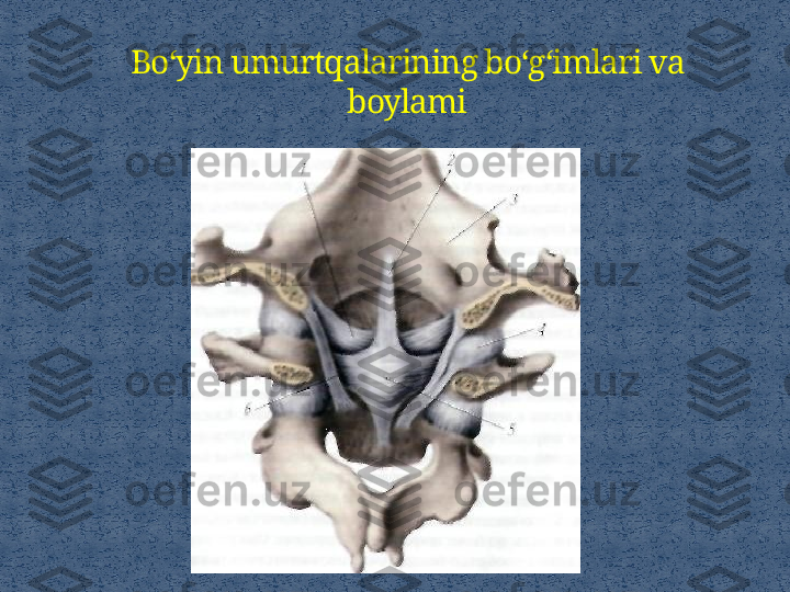 Bo‘yin umurtqalarining bo‘g‘imlari va 
boylami 