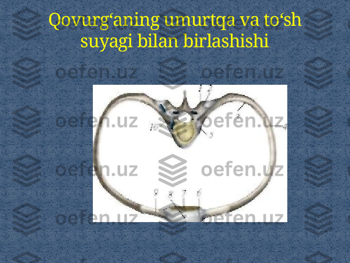 Qovurg‘aning umurtqa va to‘sh 
suyagi bilan birlashishi 