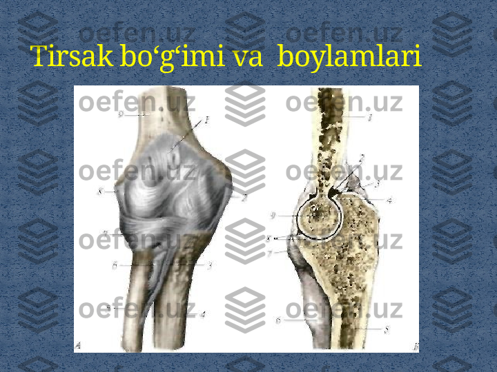 Tirsak bo‘g‘imi va  boylamlari 