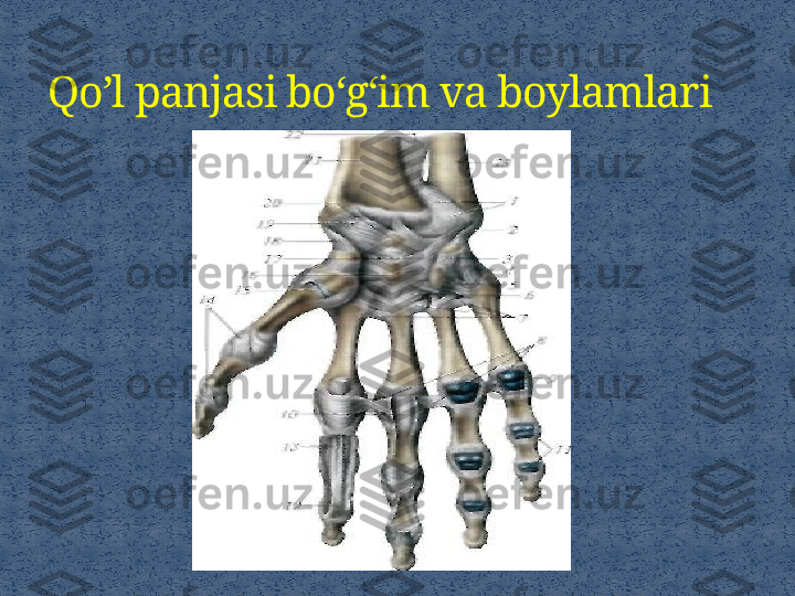 Qo’l panjasi bo‘g‘im va boylamlari 