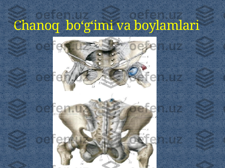 Chanoq  bo‘g‘imi va boylamlari 