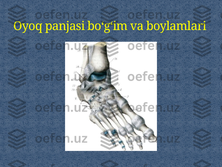 Oyoq panjasi bo‘g‘im va boylamlari 