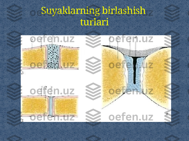 Suyaklarning birlashish 
turlari 