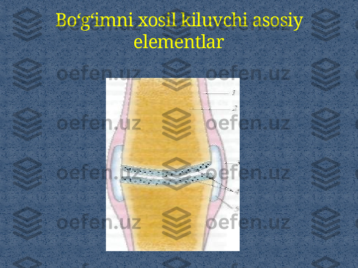 Bo‘g‘imni xosil kiluvchi asosiy 
elementlar 