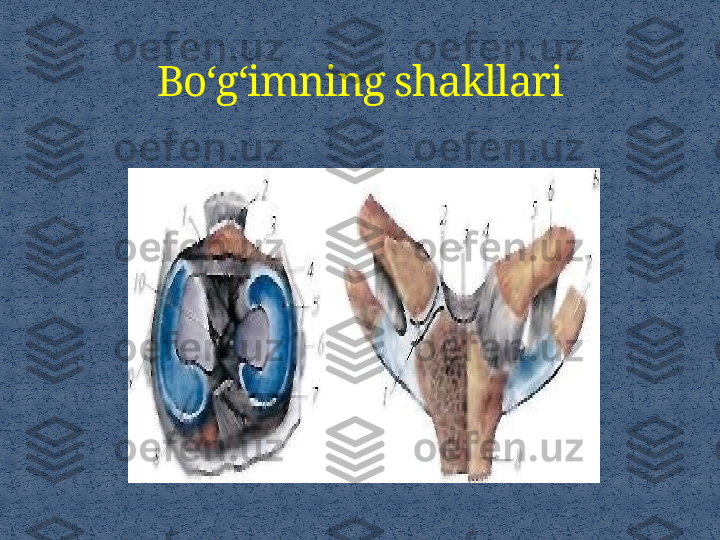 Bo‘g‘imning shakllari 