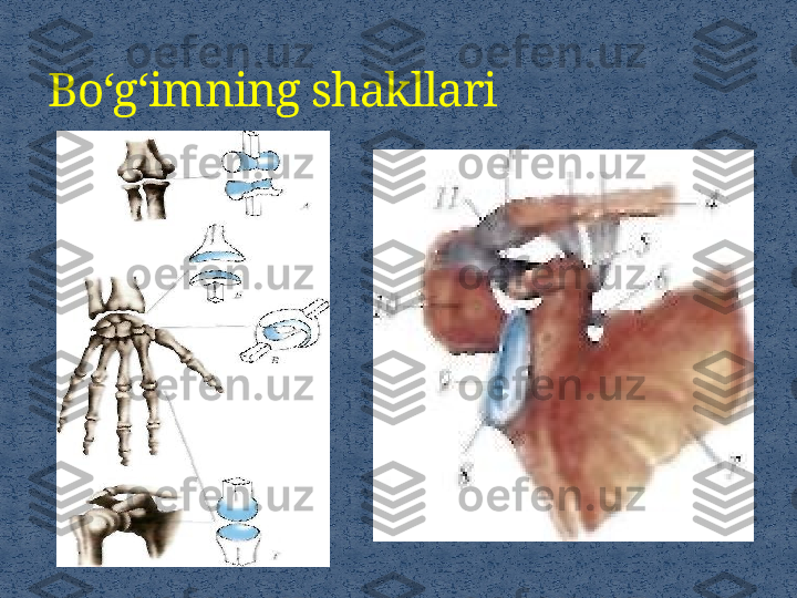 Bo‘g‘imning shakllari 