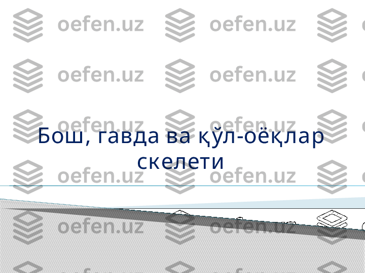 Бош , гавда ва қ ўл-оёқ лар 
ск елети      