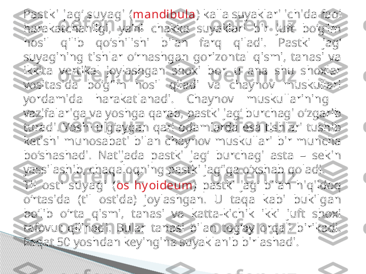 Past k i jag‘ suy agi   ( mandibula )  kalla suyaklari ichida faol 
harakatchanligi,  ya’ni  chakka  suyaklari  bir  juft  bo‘g‘im 
hosil  qilib  qo‘shilishi  bilan  farq  qiladi.  Pastki  jag‘ 
suyagining  tishlar  o‘rnashgan  gorizontal  qismi,  tanasi  va 
ikkita  vertikal  joylashgan  shoxi  bor,  u  ana  shu  shoxlar 
vositasida  bo‘g‘im  hosil  qiladi  va  chaynov  muskullari 
yordamida  harakatlanadi.  Chaynov  muskullarining   
vazifalariga va yoshga qarab, pastki jag‘ burchagi o‘zgarib 
turadi.  Yoshi  ulg‘aygan  qari  odamlarda  esa  tishlari  tushib 
ketishi  munosabati  bilan  chaynov  muskullari  bir  muncha 
bo‘shashadi.  Natijada  pastki  jag‘  burchagi  asta  –  sekin 
yassilashib, chaqaloqning pastki jag‘iga o‘xshab qoladi.
Til  ost i  suy agi   ( os  hy oideum )   pastki  jag‘  bilan  hiqildoq 
o‘rtasida  (til  ostida)  joylashgan.  U  taqa  kabi  bukilgan 
bo‘lib  o‘rta  qismi,  tanasi  va  katta-kichik  ikki  juft  shoxi 
tafovut  qilinadi.  Bular  tanasi  bilan  tog‘ay  orqali  birikadi. 
Faqat 50 yoshdan keyingina suyaklanib birlashadi.     